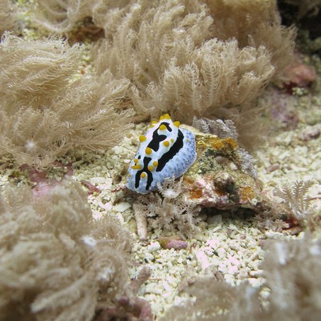 Nudibranch on a tropical coral reef in the Lembongan, Bali, Indonesia